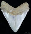 Wide Inch Megalodon Tooth- Bakersfield!!! #2542-1